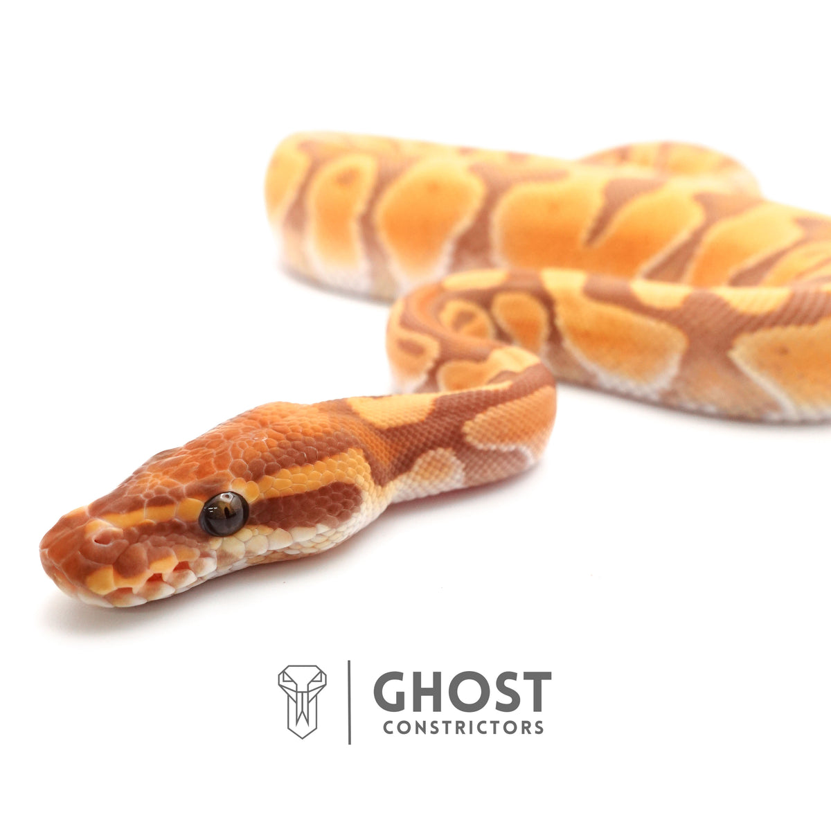 Enchi, Ultramel — Male, 2024 hatch, captive-bred by Ghost Constrictors