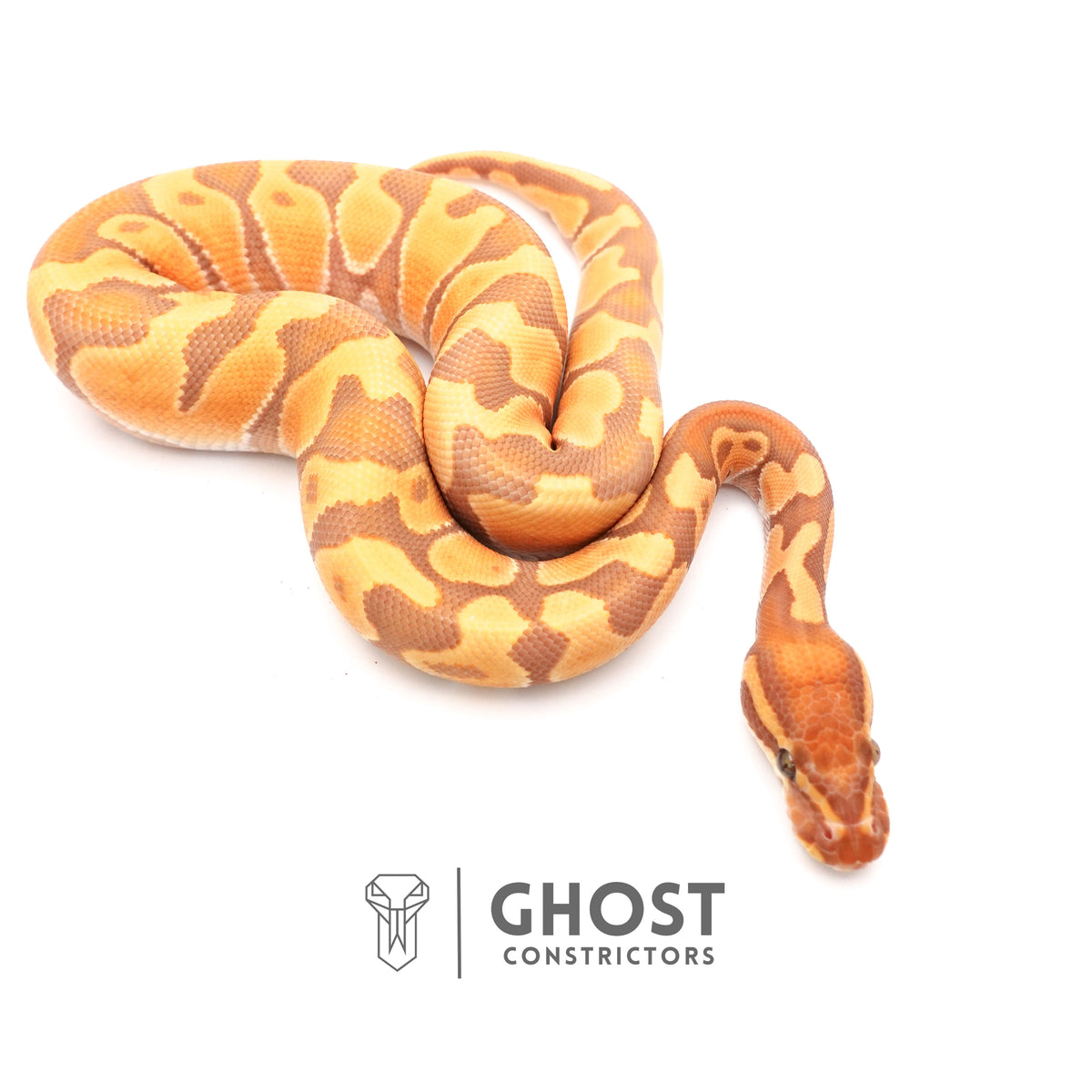Enchi, Ultramel — Male, 2024 hatch, captive-bred by Ghost Constrictors