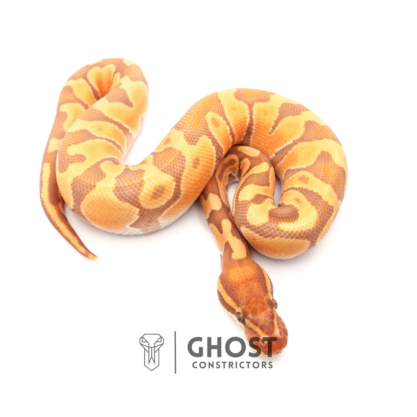 Enchi, Ultramel