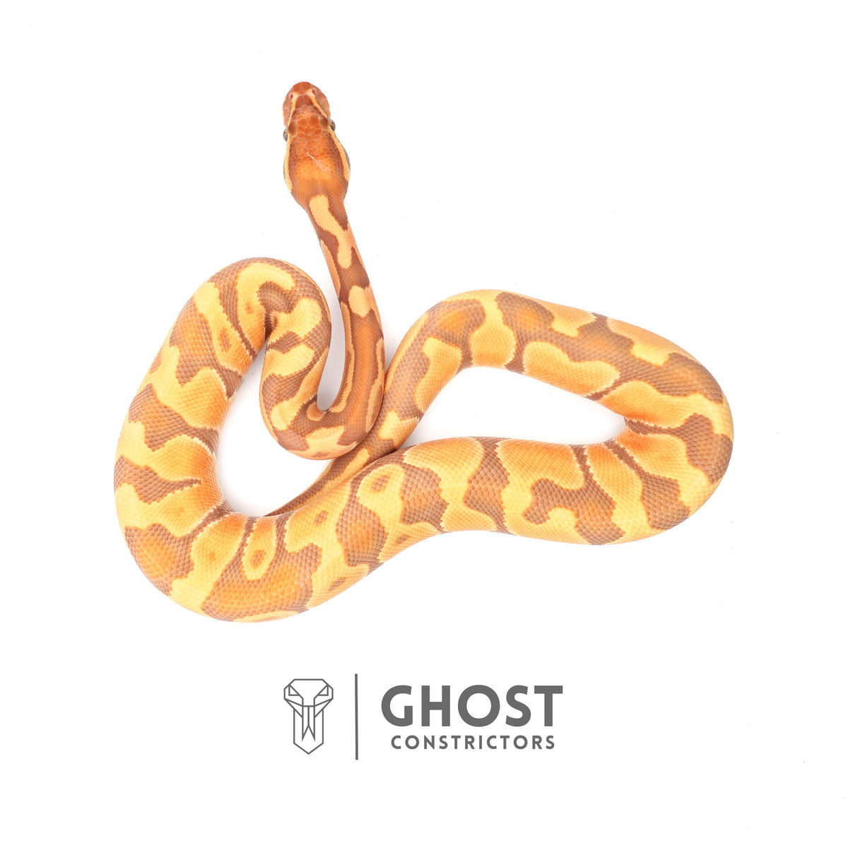 Enchi, Ultramel — Male, 2024 hatch, captive-bred by Ghost Constrictors
