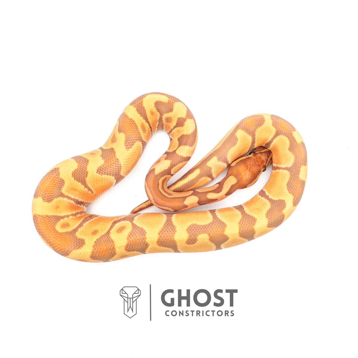 Enchi, Ultramel — Male, 2024 hatch, captive-bred by Ghost Constrictors