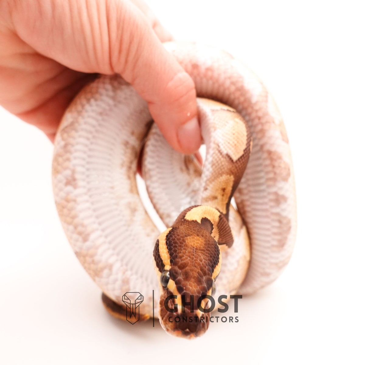Blackhead Enchi Fire Het Ultramel Ball Python — Female, 2024 hatch, captive-bred by Ghost Constrictors