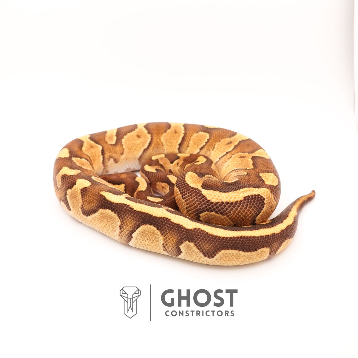 Blackhead Enchi Fire Het Ultramel Ball Python — Female, 2024 hatch, captive-bred by Ghost Constrictors