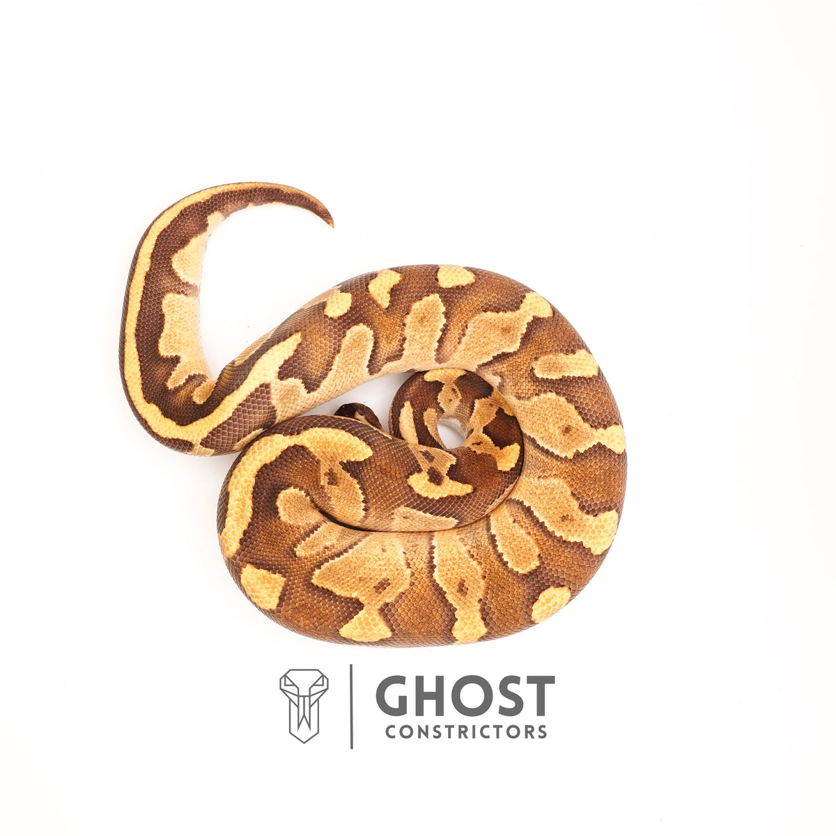 Blackhead Enchi Fire Het Ultramel Ball Python — Female, 2024 hatch, captive-bred by Ghost Constrictors