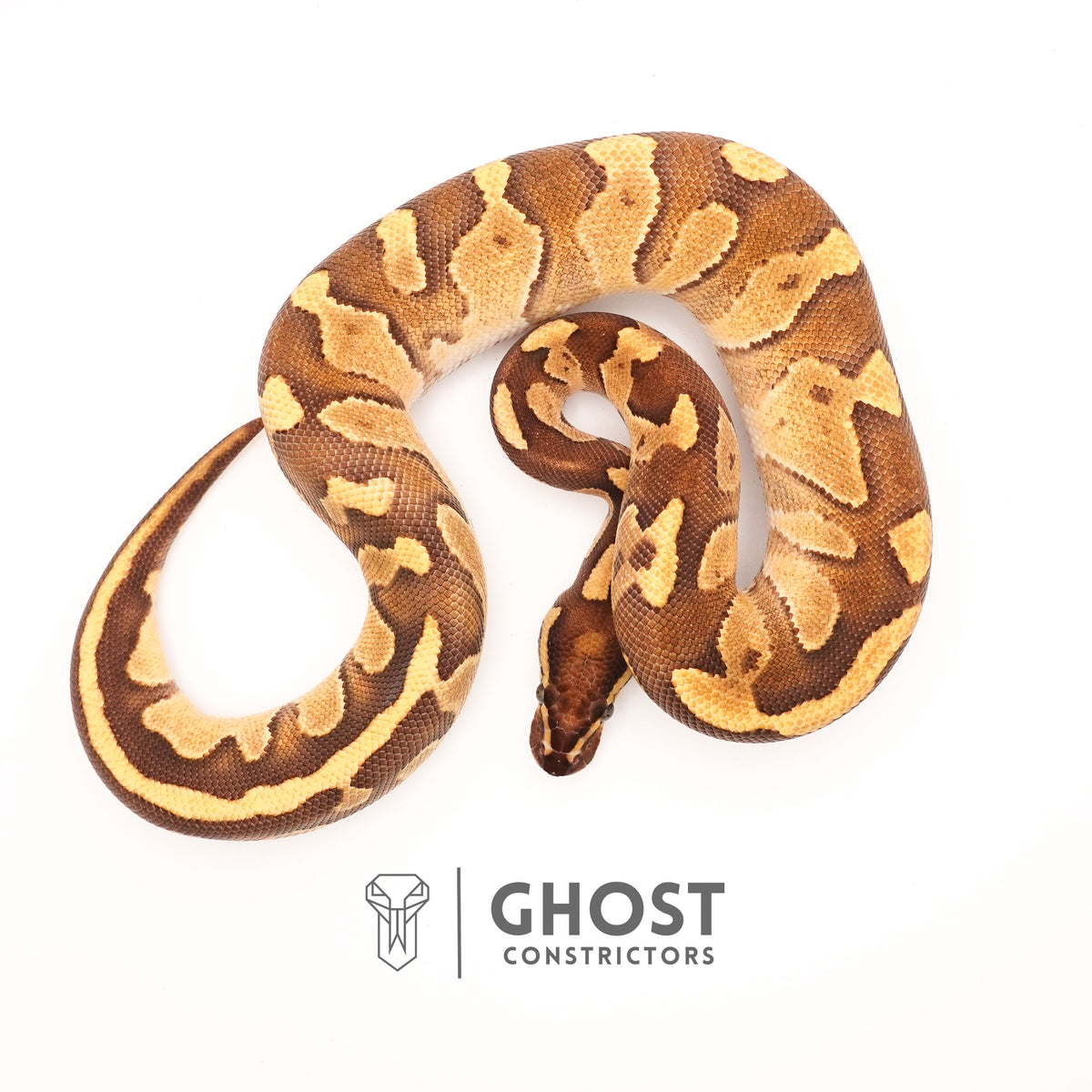 Blackhead Enchi Fire Het Ultramel Ball Python — Female, 2024 hatch, captive-bred by Ghost Constrictors