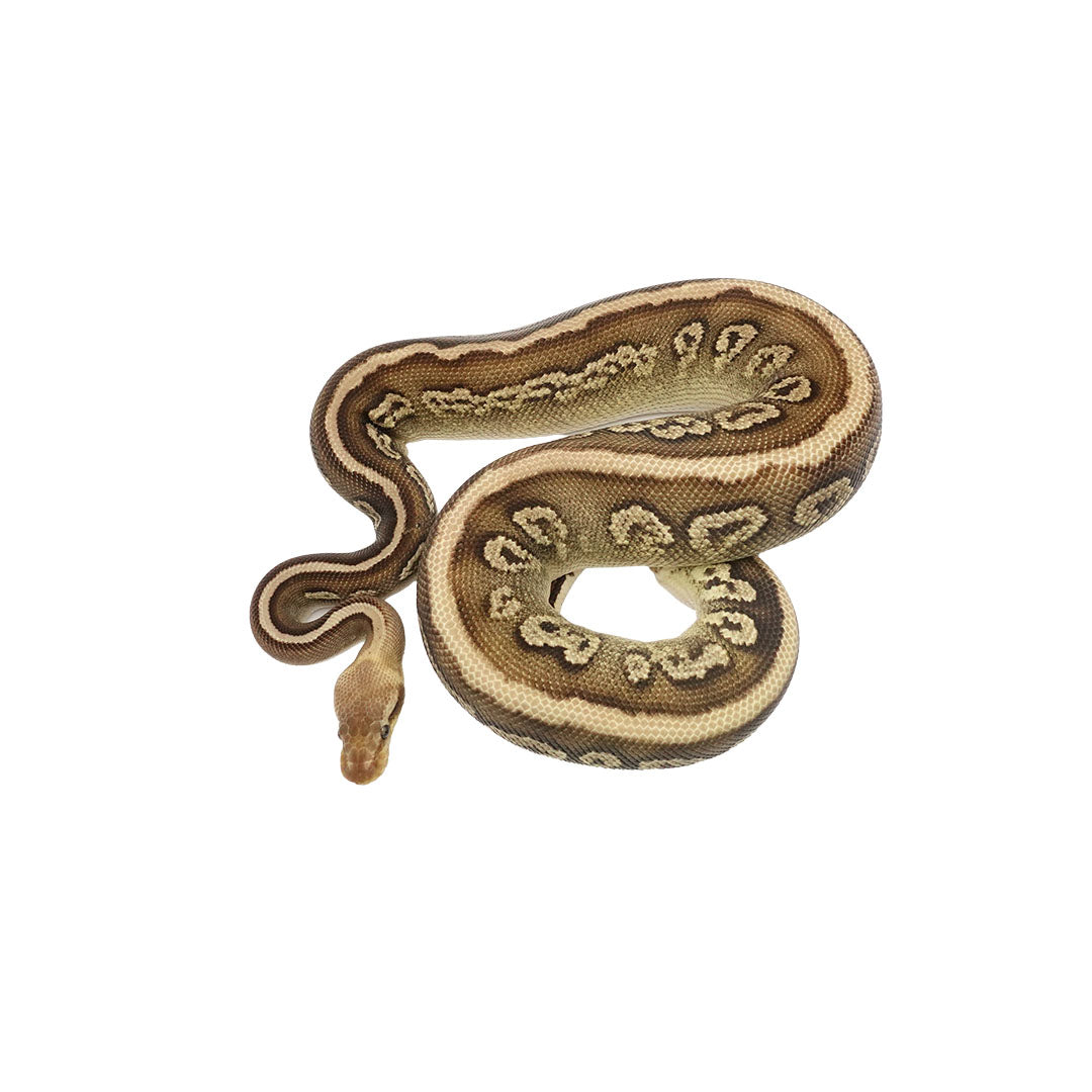 Mojave Pastel Het Clown Female Ball Python