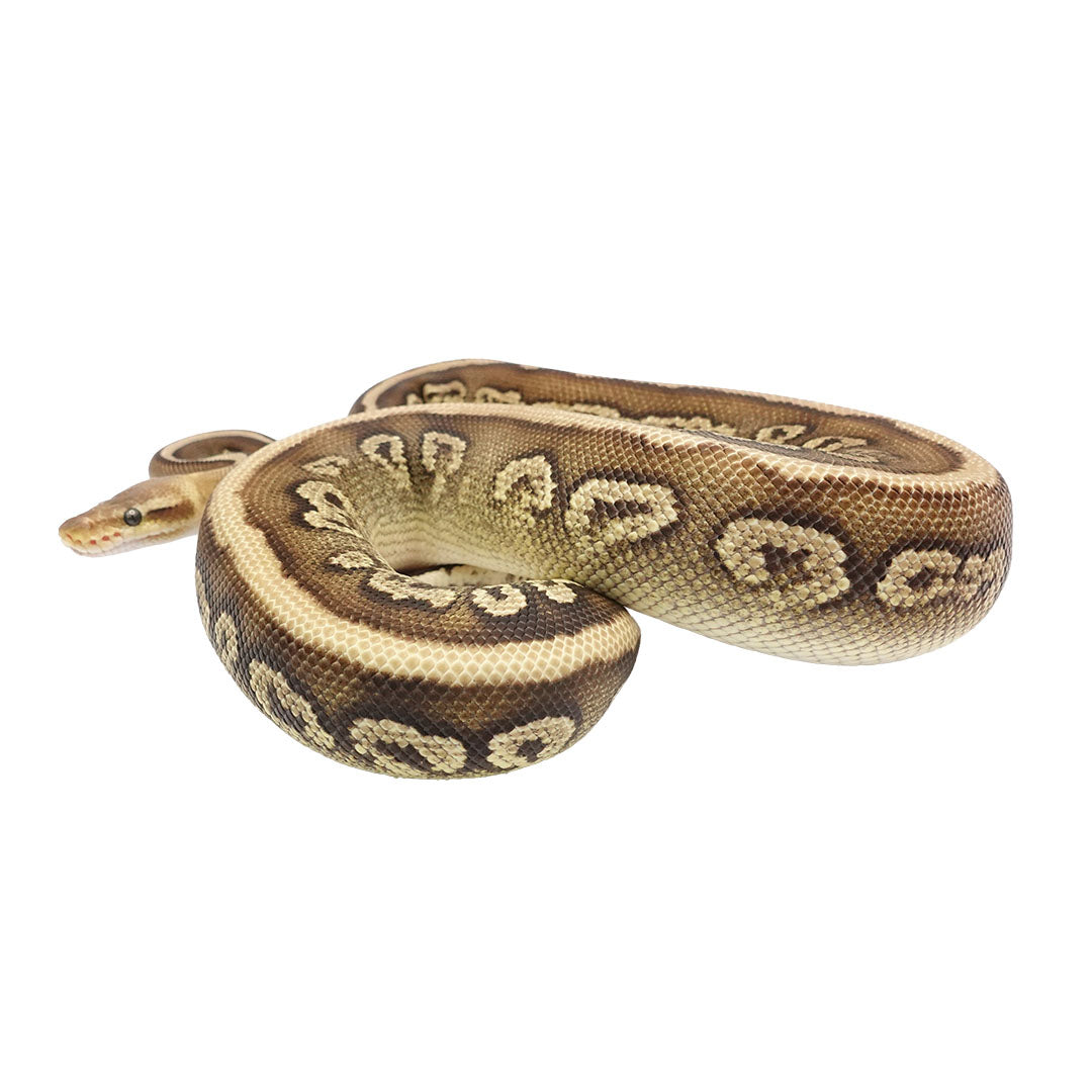 Mojave Pastel Het Clown Female Ball Python