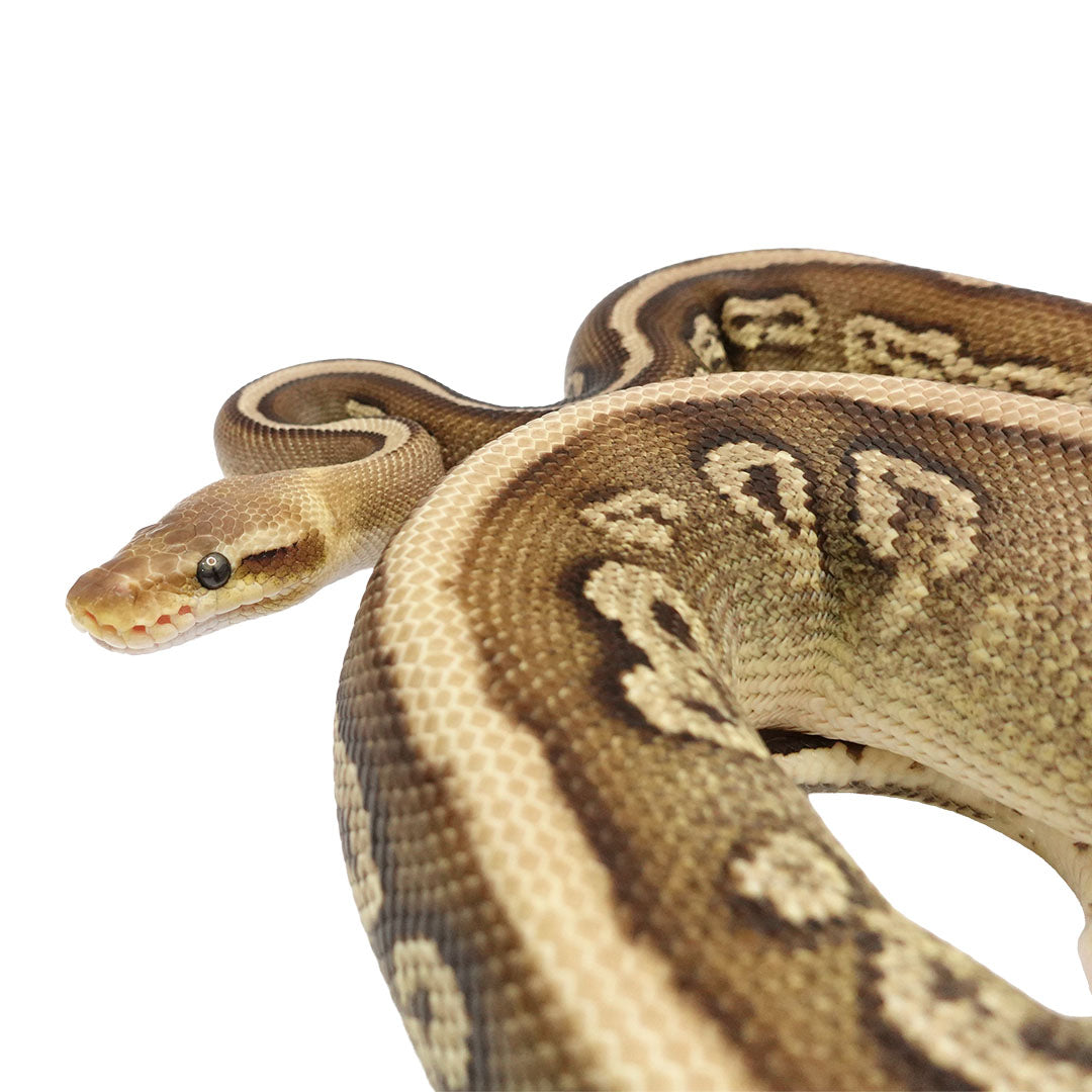 Mojave Pastel Het Clown Female Ball Python