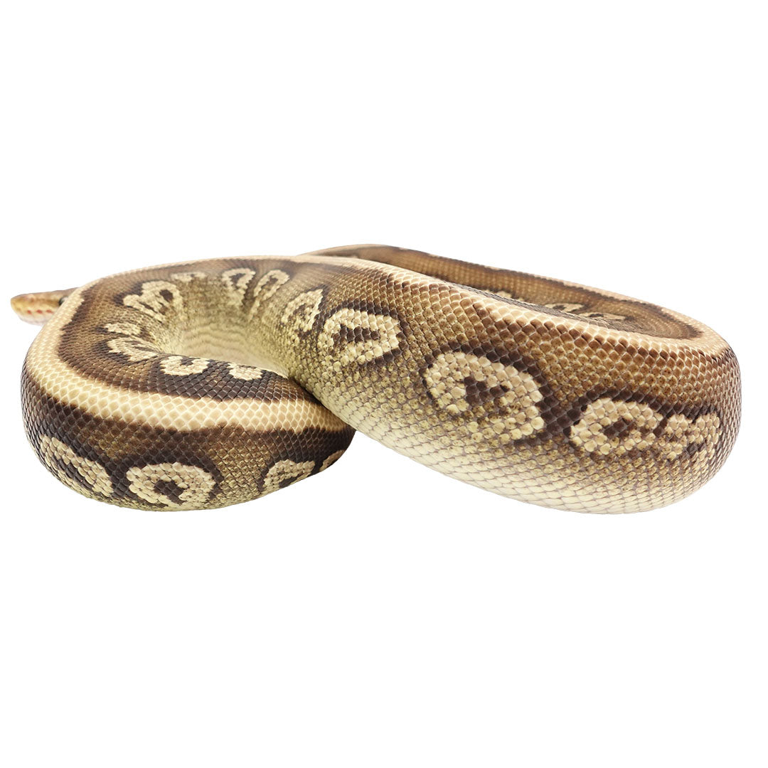 Mojave Pastel Het Clown Female Ball Python
