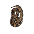 Het Clown Ball Python