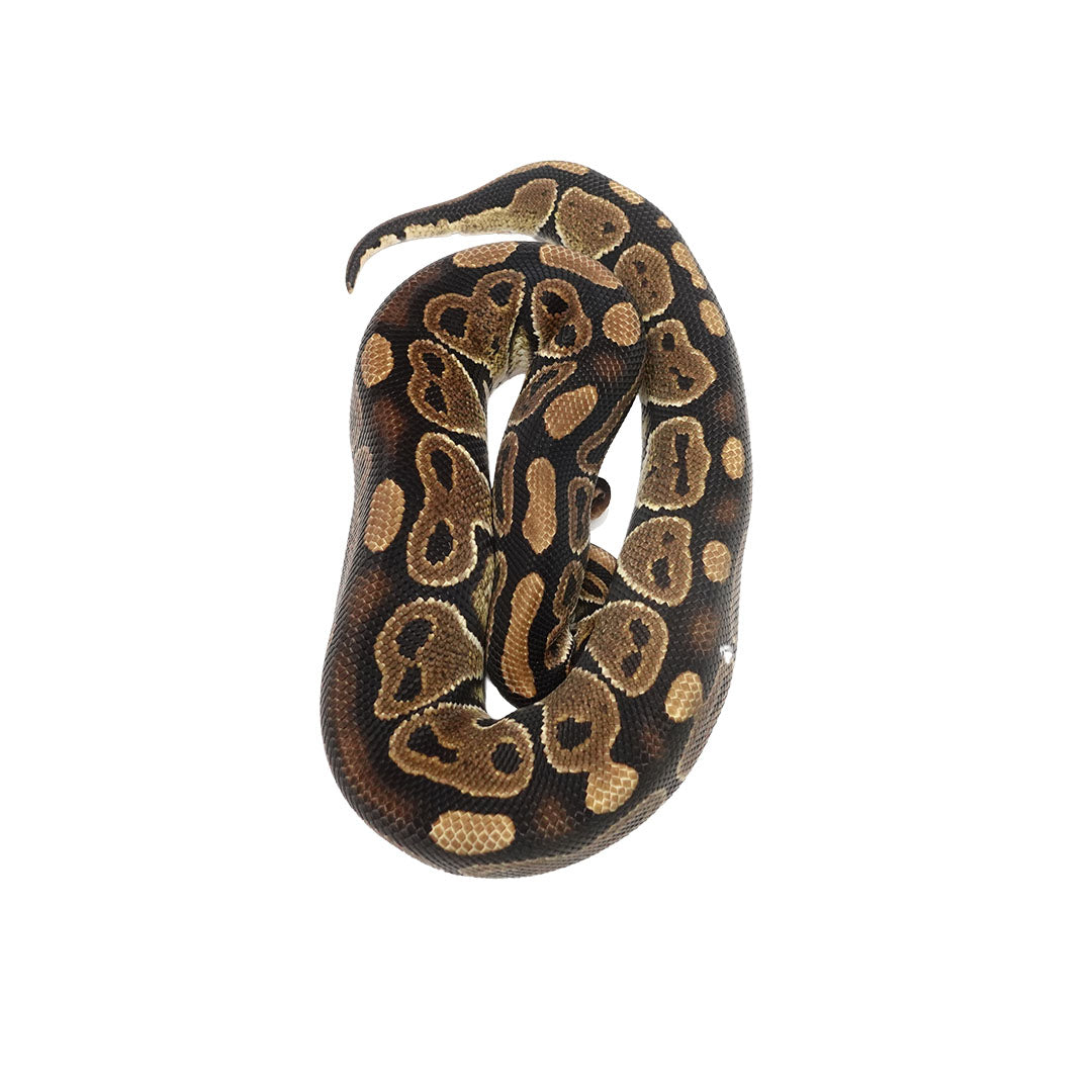 G-2024-17-05 Het Clown Ball Python