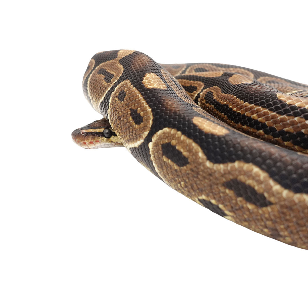 G-2024-17-05 Het Clown Ball Python