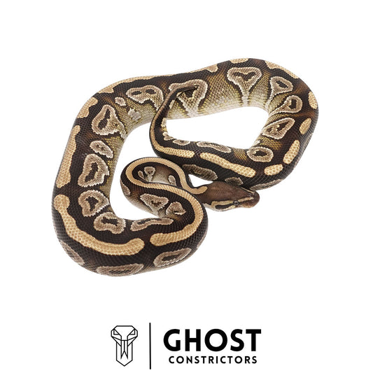 Mojave Het Clown Male Ball Python | Ghost Holdback Release