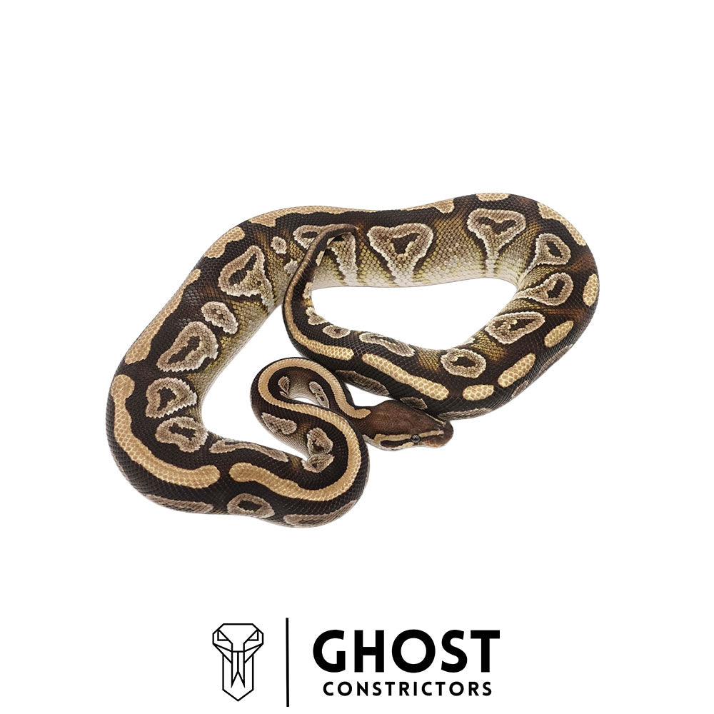 Mojave Het Clown Male Ball Python | Ghost Holdback Release