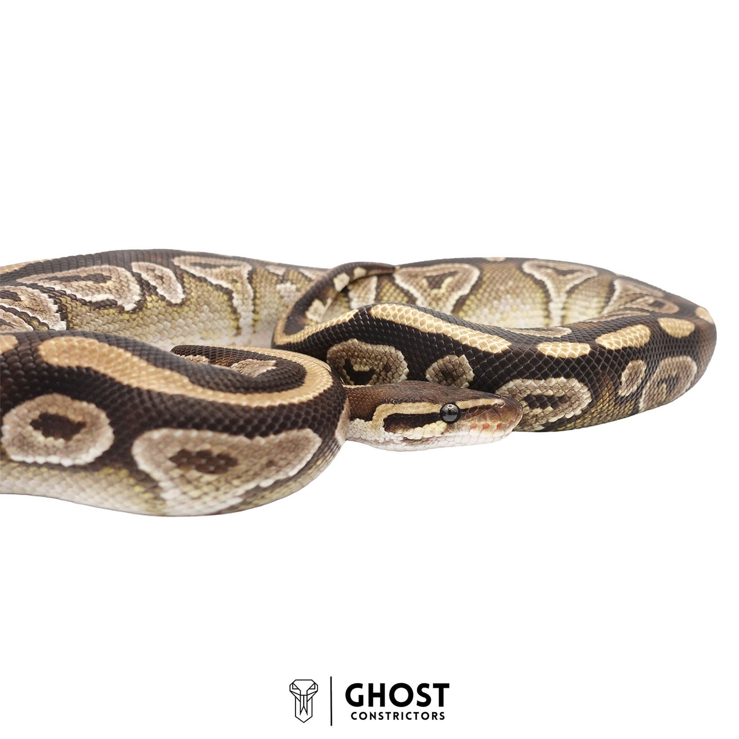 Mojave Het Clown Male Ball Python | Ghost Holdback Release