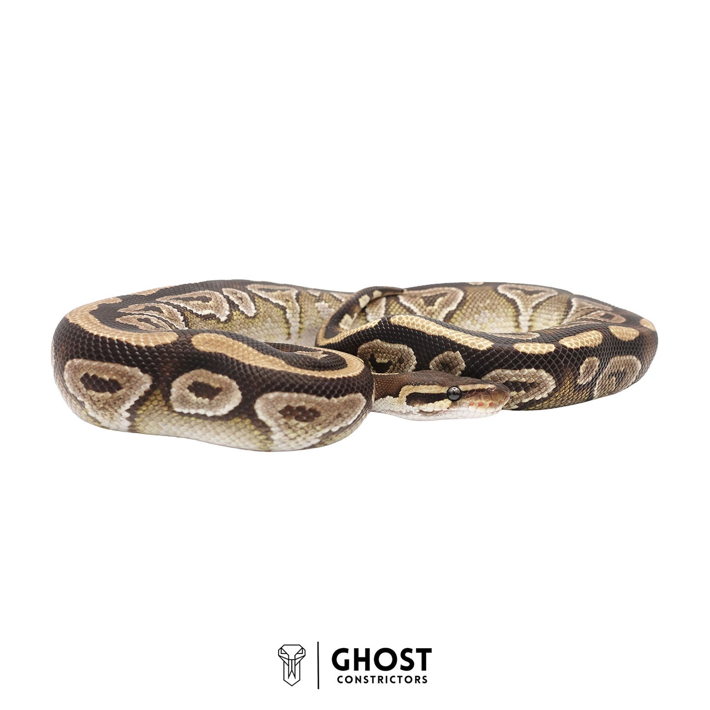 Mojave Het Clown Male Ball Python | Ghost Holdback Release