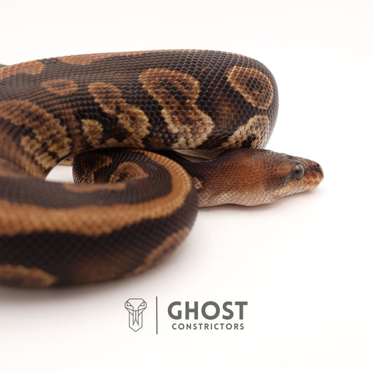 Het Piebald Mahogany Ball Python