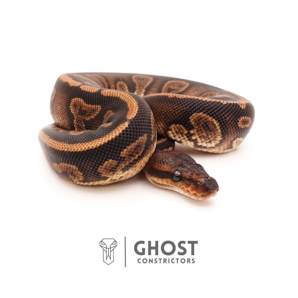 Het Piebald Mahogany Ball Python — Female, 2024 hatch, captive-bred by Ghost Constrictors