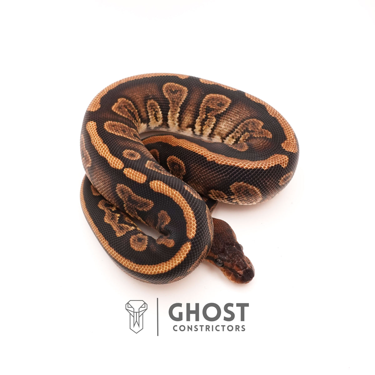 Het Piebald Mahogany Ball Python — Female, 2024 hatch, captive-bred by Ghost Constrictors