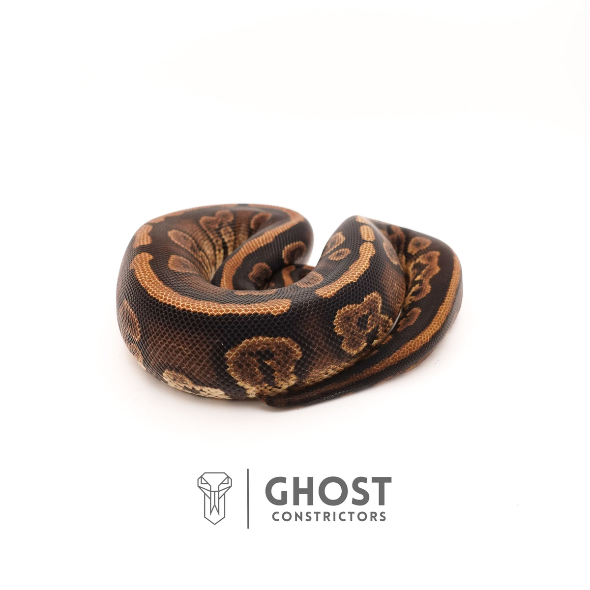 Het Piebald Mahogany Ball Python — Female, 2024 hatch, captive-bred by Ghost Constrictors