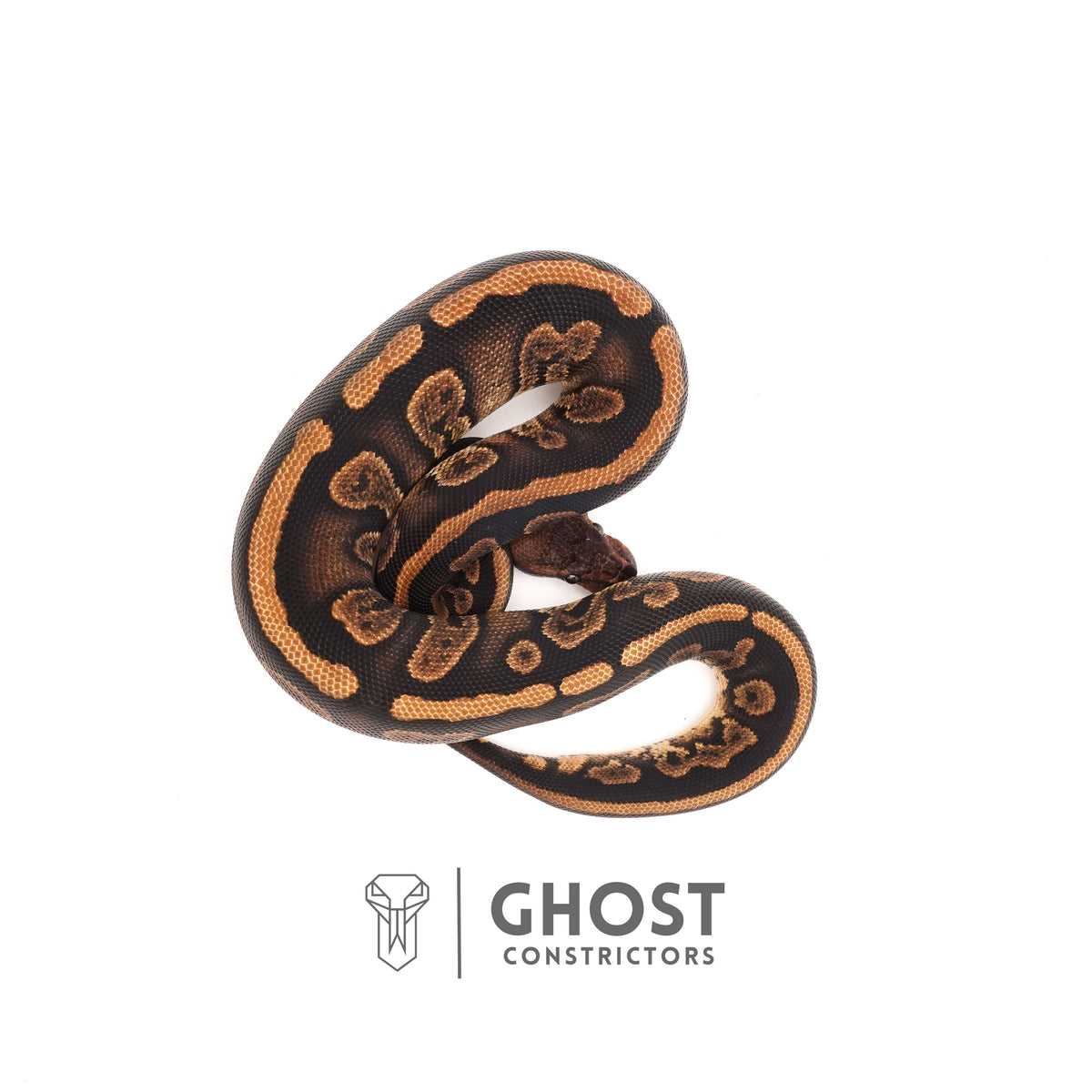 Het Piebald Mahogany Ball Python — Female, 2024 hatch, captive-bred by Ghost Constrictors