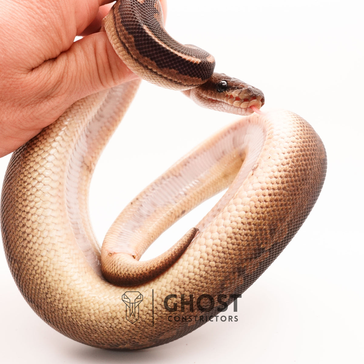 Het Pied Mahogany Black Pastel Ball Python — Male, 2024 hatch, captive-bred by Ghost Constrictors