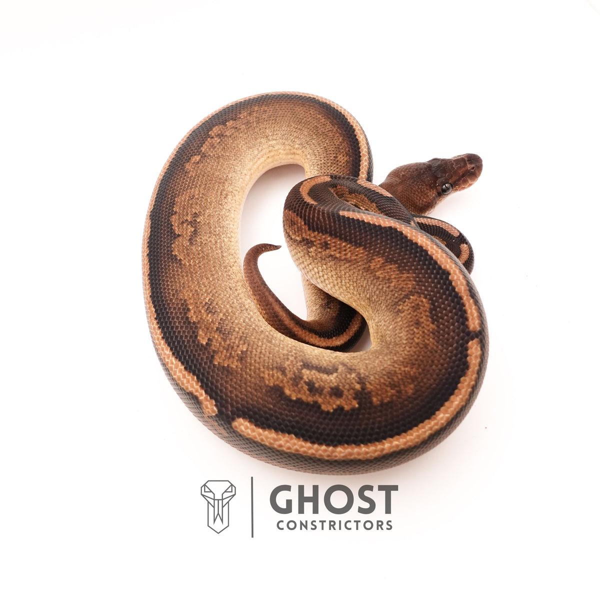 Het Pied Mahogany Black Pastel Ball Python — Male, 2024 hatch, captive-bred by Ghost Constrictors