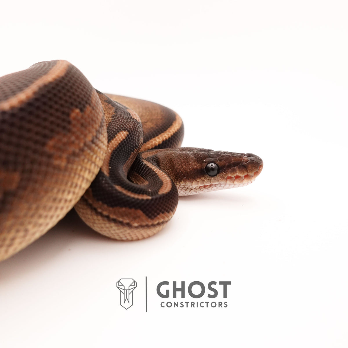 Het Pied Mahogany Black Pastel Ball Python — Male, 2024 hatch, captive-bred by Ghost Constrictors