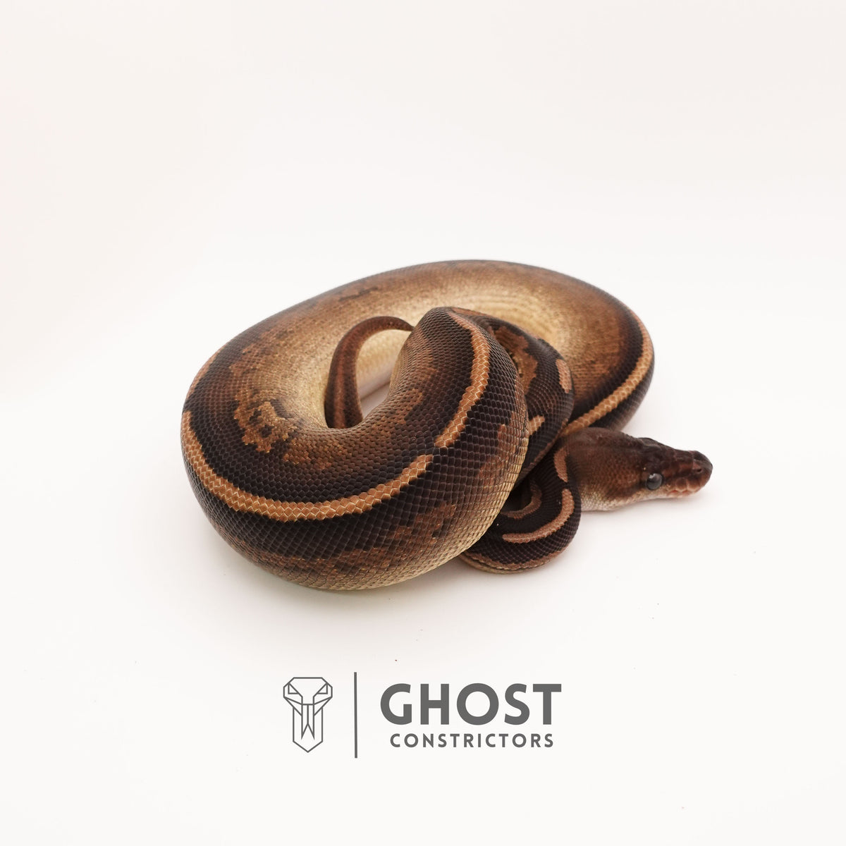 Het Pied Mahogany Black Pastel Ball Python — Male, 2024 hatch, captive-bred by Ghost Constrictors