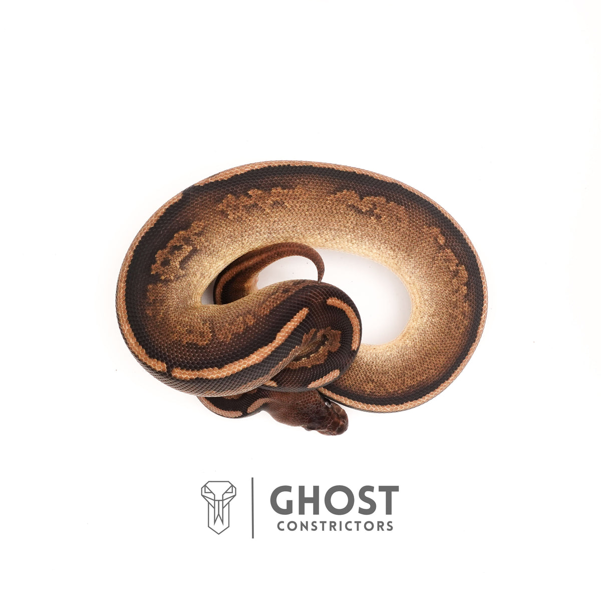 Het Pied Mahogany Black Pastel Ball Python — Male, 2024 hatch, captive-bred by Ghost Constrictors