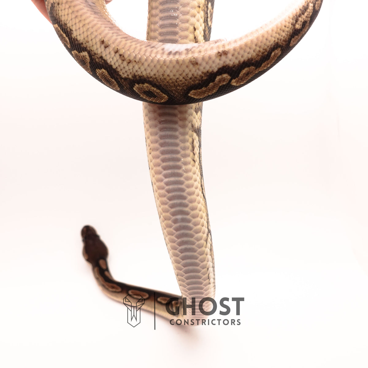 Het Piebald Black Pastel Ball Python — Female, 2024 hatch, captive-bred by Ghost Constrictors