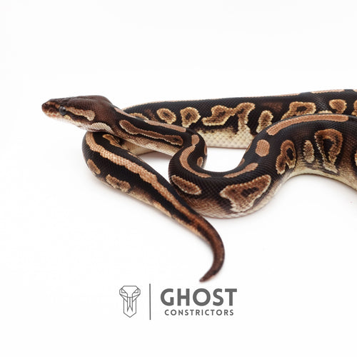 Het Piebald Black Pastel Ball Python — Female, 2024 hatch, captive-bred by Ghost Constrictors