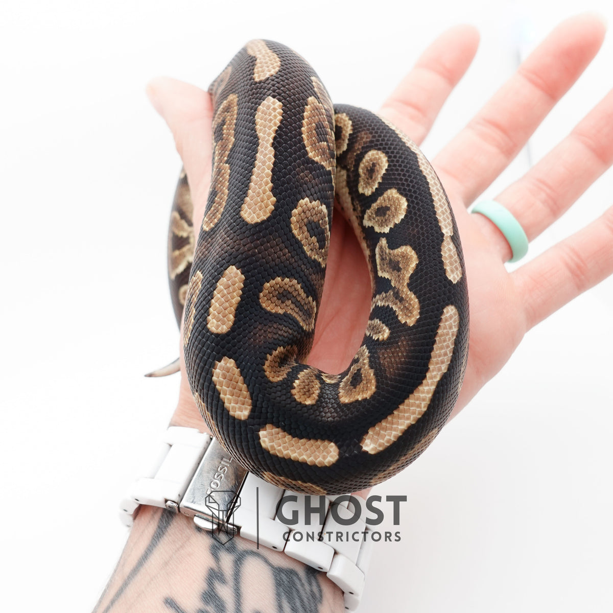 Het Piebald Black Pastel Ball Python — Female, 2024 hatch, captive-bred by Ghost Constrictors