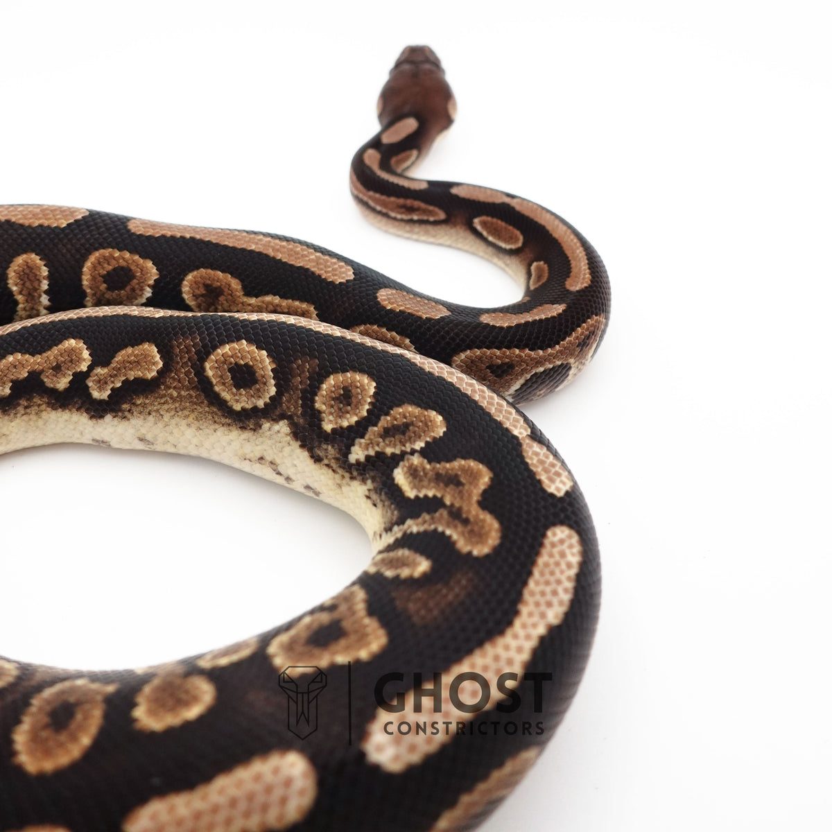 Het Piebald Black Pastel Ball Python — Female, 2024 hatch, captive-bred by Ghost Constrictors