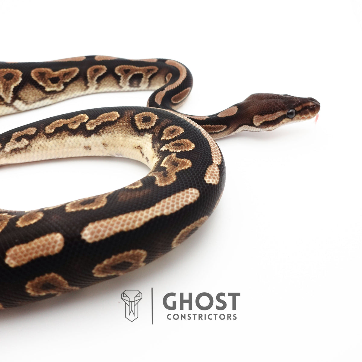 Het Piebald Black Pastel Ball Python — Female, 2024 hatch, captive-bred by Ghost Constrictors