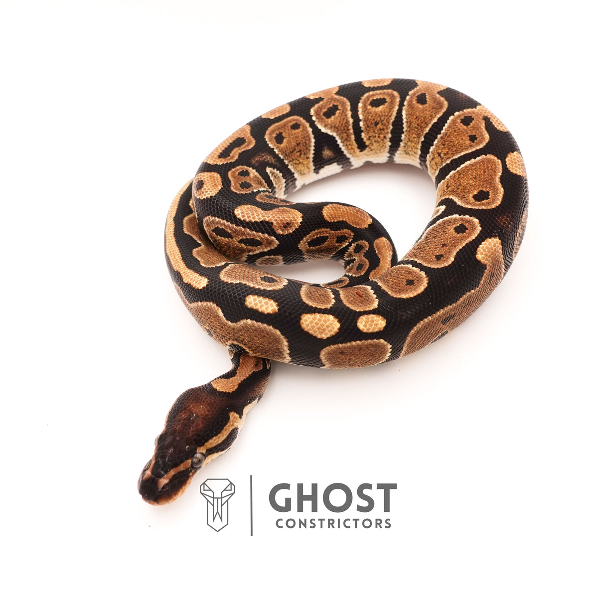 Het Pied Ball Python for Sale — Female, 2024 hatch, captive-bred by Ghost Constrictors