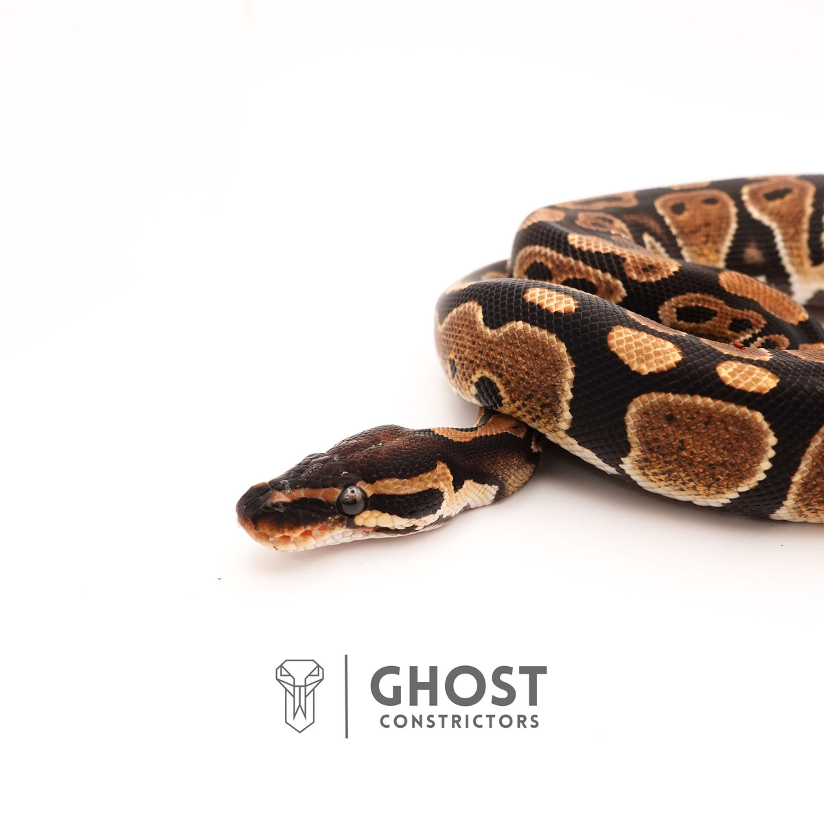 Het Pied Ball Python for Sale — Female, 2024 hatch, captive-bred by Ghost Constrictors