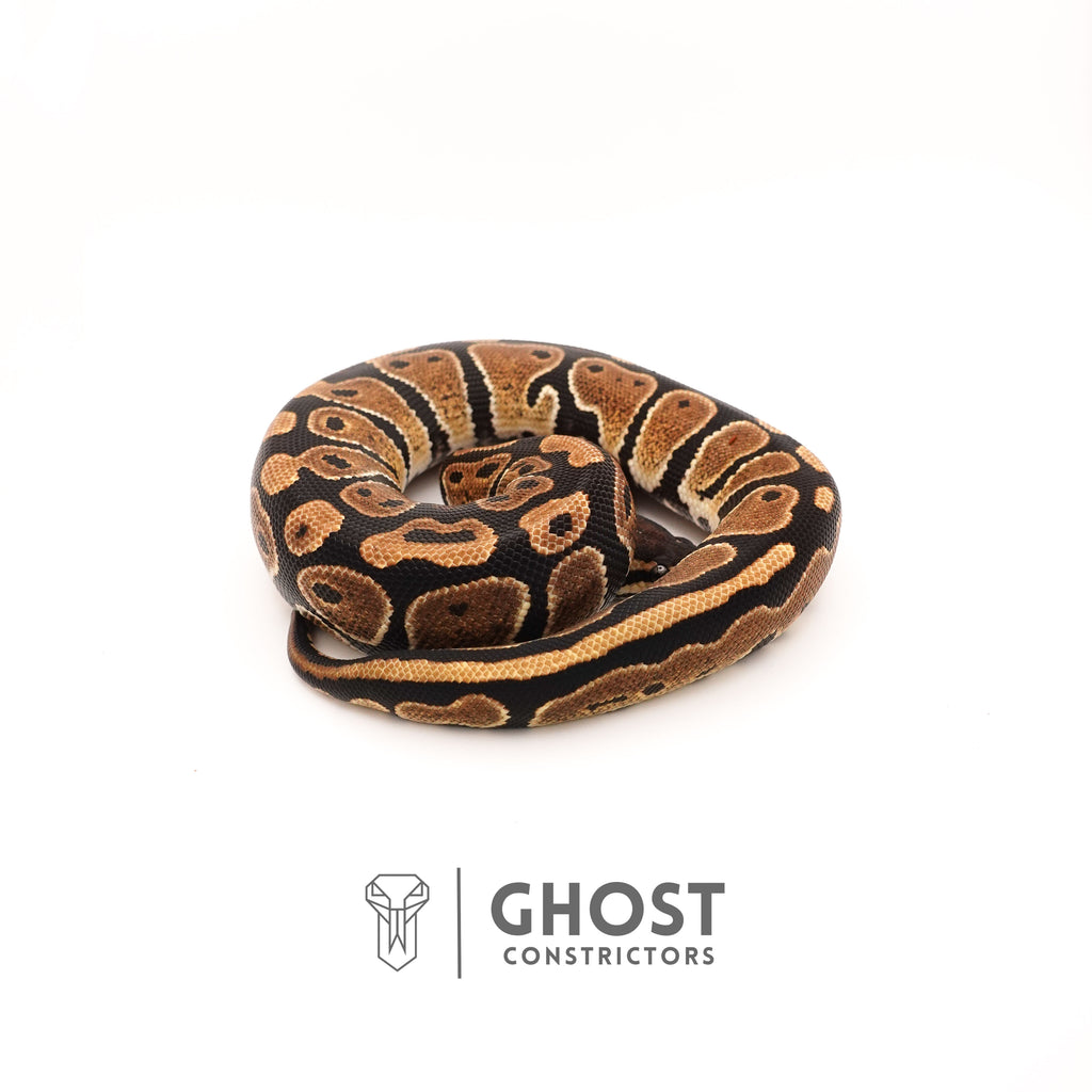 Het Pied Ball Python for Sale — Female, 2024 hatch, captive-bred by Ghost Constrictors