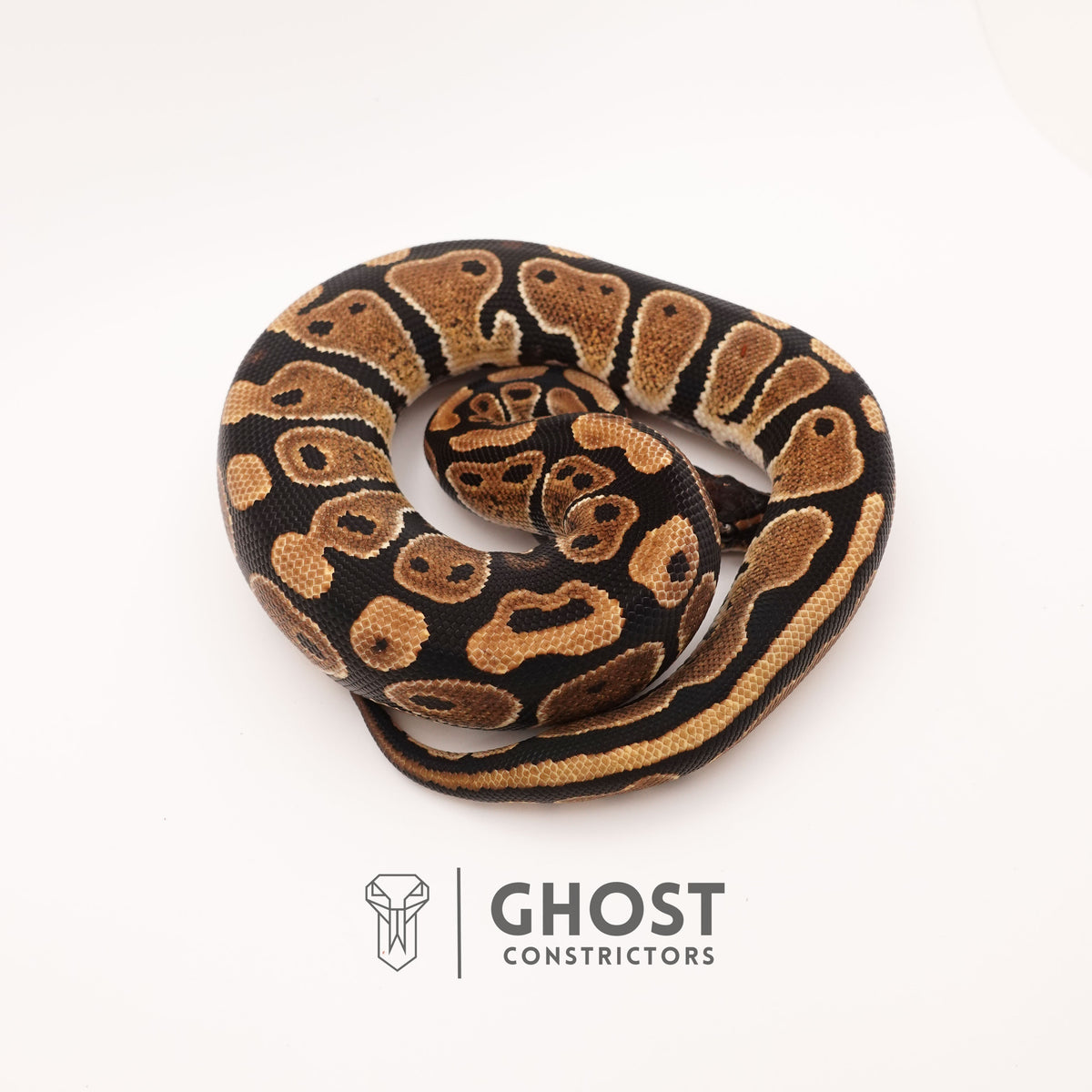 Het Pied Ball Python for Sale — Female, 2024 hatch, captive-bred by Ghost Constrictors