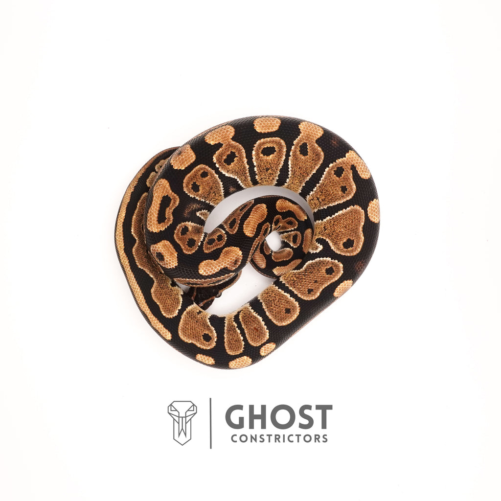 Het Pied Ball Python for Sale — Female, 2024 hatch, captive-bred by Ghost Constrictors
