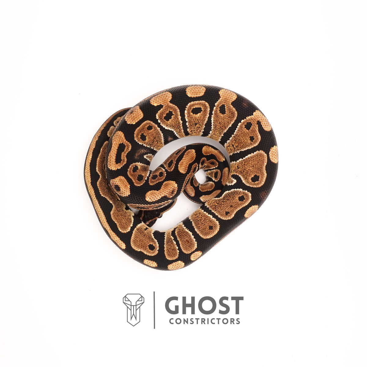 Het Pied Ball Python for Sale — Female, 2024 hatch, captive-bred by Ghost Constrictors