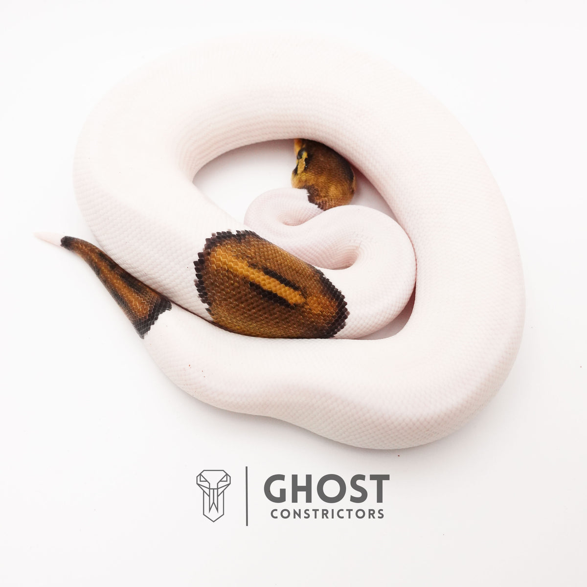 Black Pastel Pied Het VPI Axanthic — Male, 2024 hatch, captive-bred by Ghost Constrictors