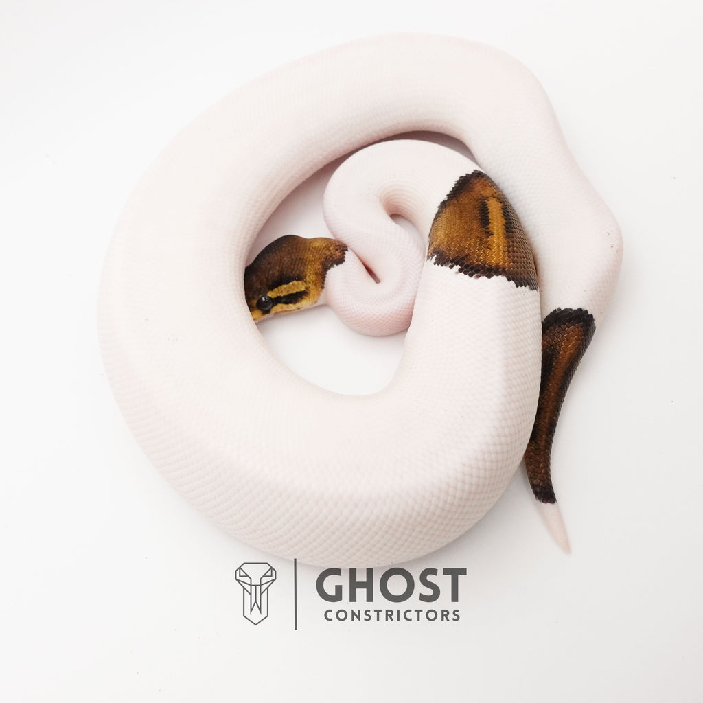Black Pastel Pied Het VPI Axanthic — Male, 2024 hatch, captive-bred by Ghost Constrictors