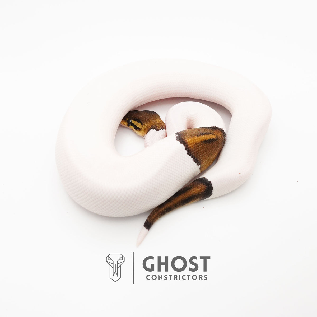 Black Pastel Pied Het VPI Axanthic — Male, 2024 hatch, captive-bred by Ghost Constrictors