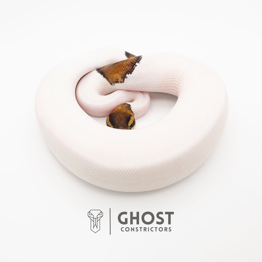 Black Pastel Pied Het VPI Axanthic — Male, 2024 hatch, captive-bred by Ghost Constrictors