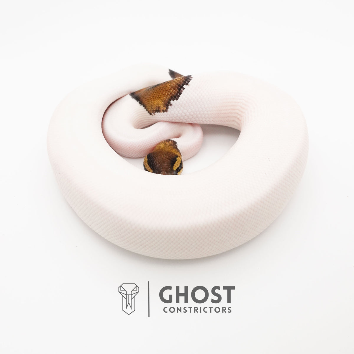 Black Pastel Pied Het VPI Axanthic — Male, 2024 hatch, captive-bred by Ghost Constrictors