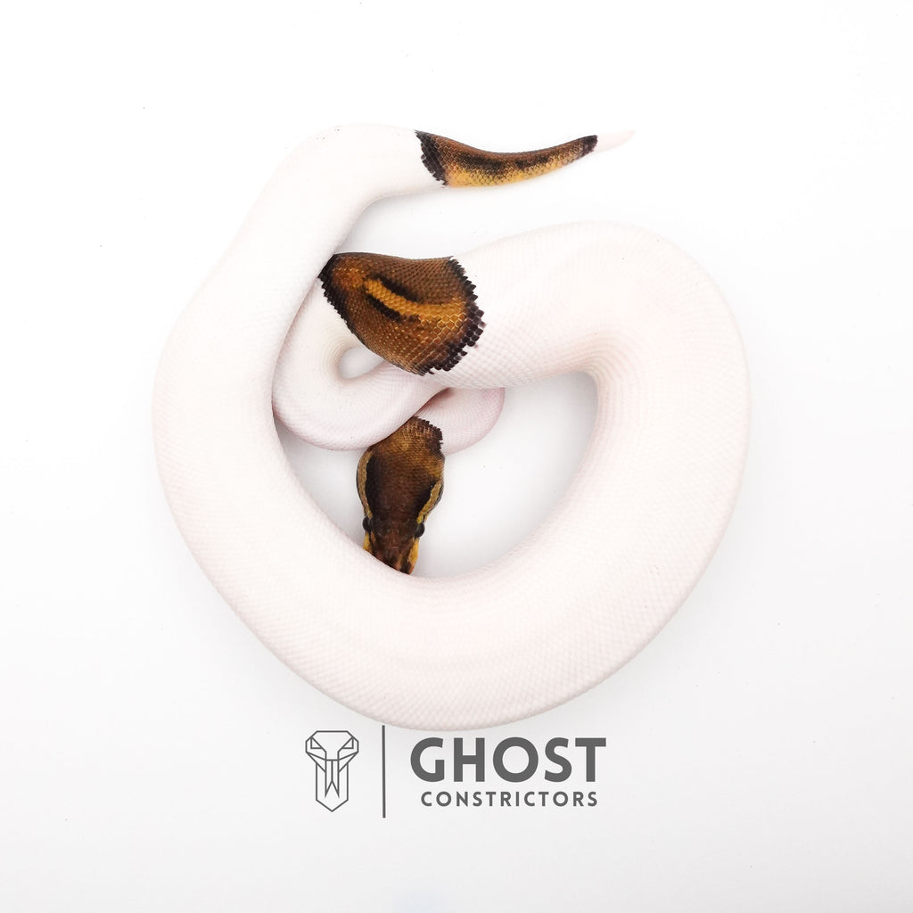 Black Pastel Pied Het VPI Axanthic — Male, 2024 hatch, captive-bred by Ghost Constrictors