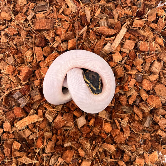 Piebald, VPI Axanthic (Het)