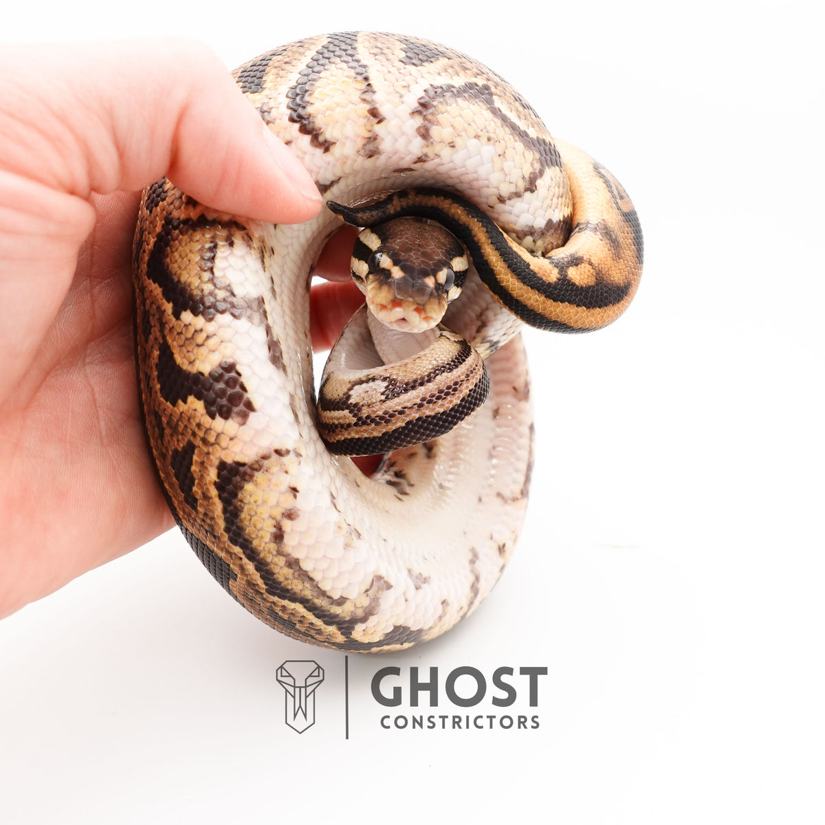 Black Pastel Double Het VPI Axanthic Pied Ball Python — Male, 2024 hatch, captive-bred by Ghost Constrictors