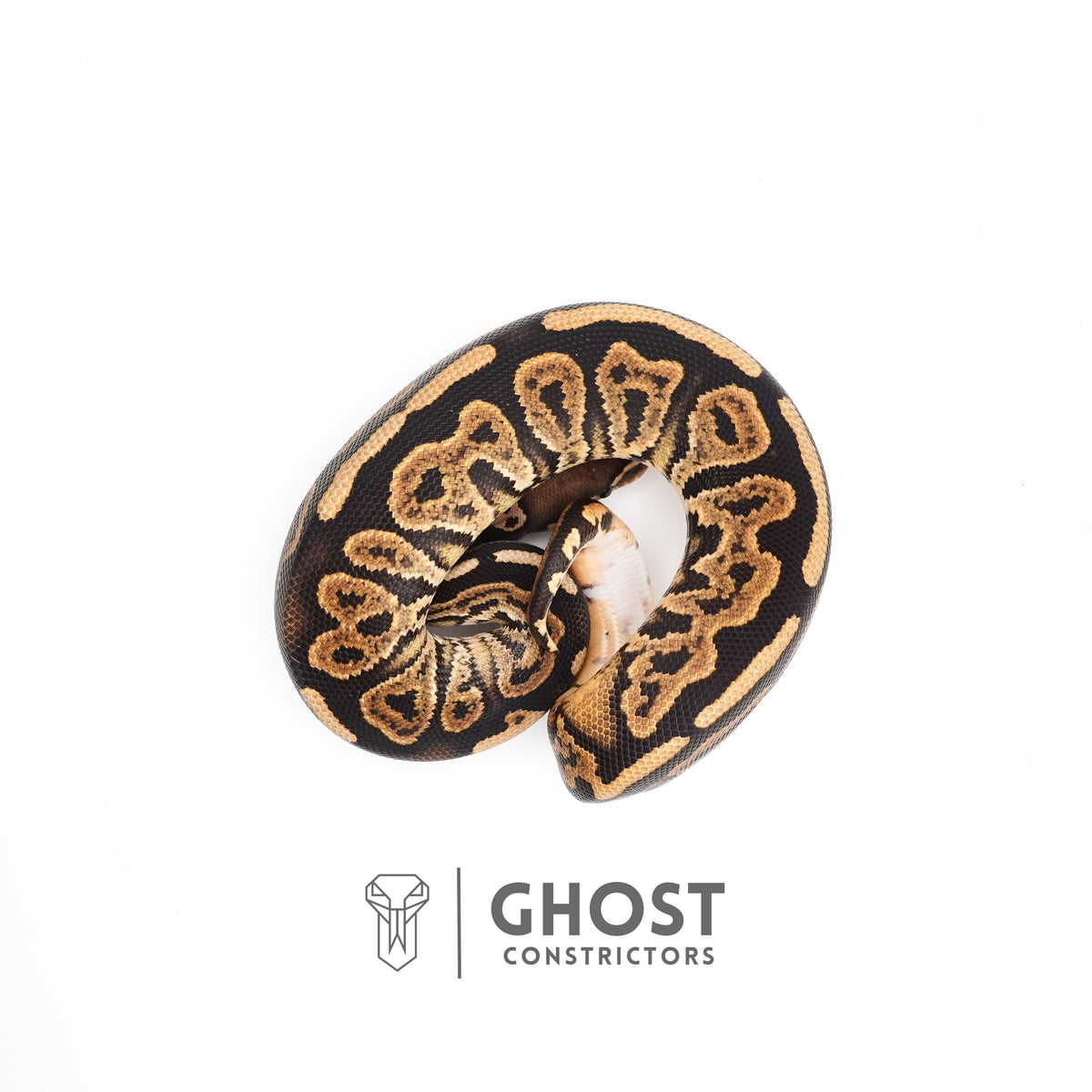 Black Pastel Double Het VPI Axanthic Pied Ball Python — Male, 2024 hatch, captive-bred by Ghost Constrictors